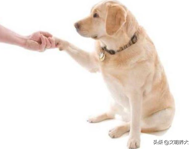 怎么训狗狗握手动作