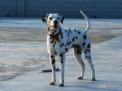斑点狗价格多少钱一只