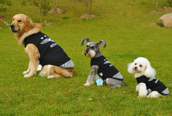 中型犬品种大全