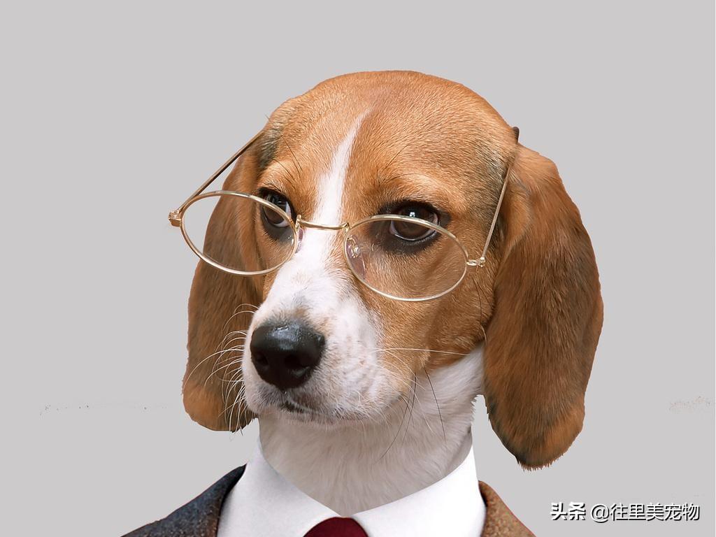 名犬排名犬排行榜前50名