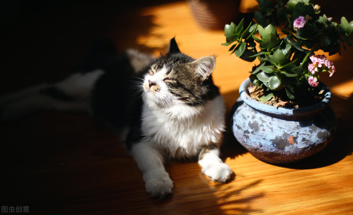 拜耳驱虫药怎么用