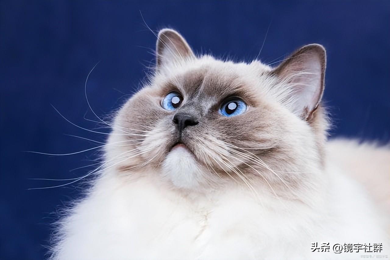 金渐层布偶猫的大概价格