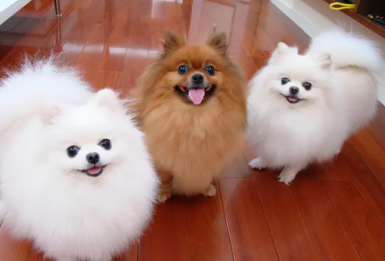 博美茶杯犬如何养