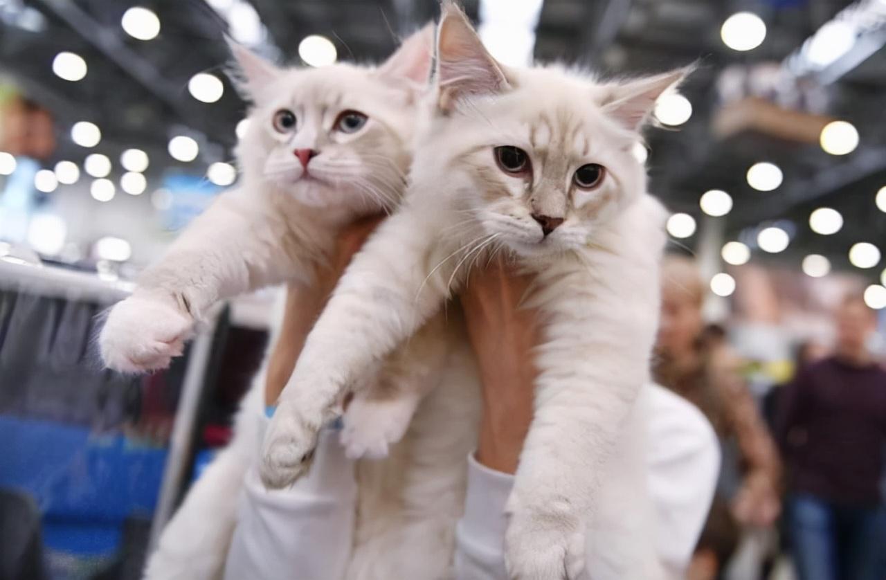 什么猫最便宜又好养