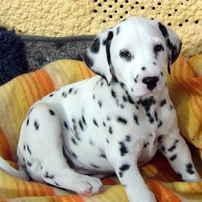 棕色斑点狗多少钱一只