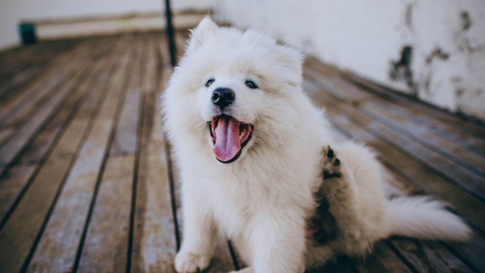 2022年拉布拉多犬价格