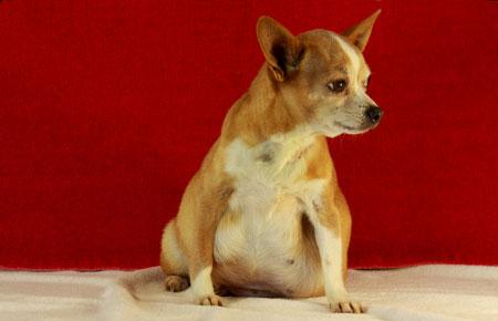 狗怎么判断是不是腹水