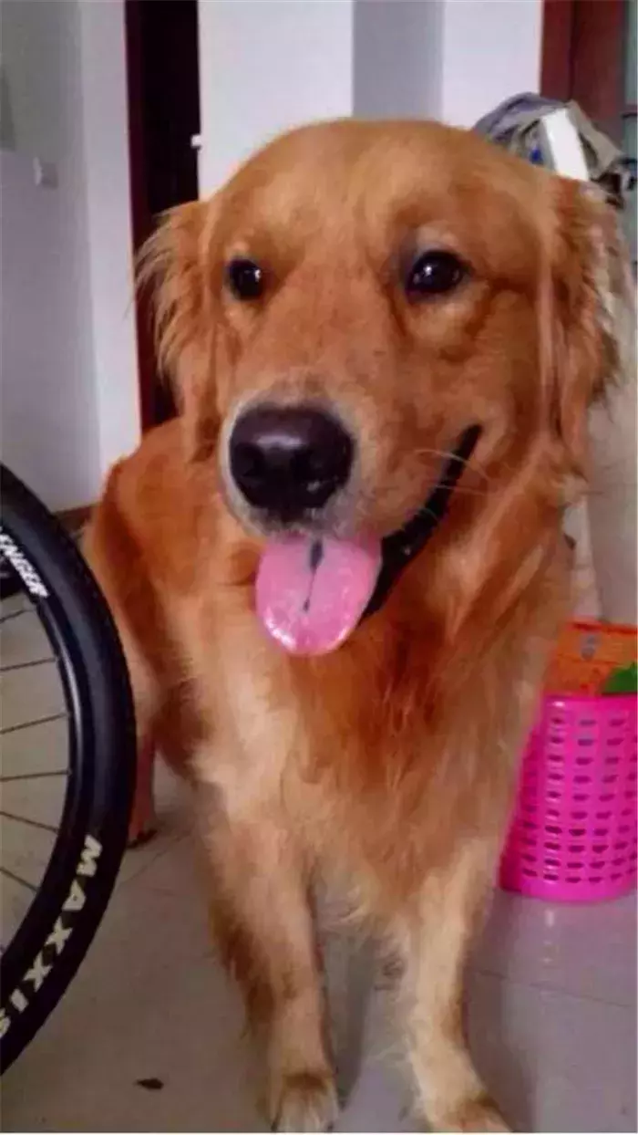 金毛丢了千万别去找