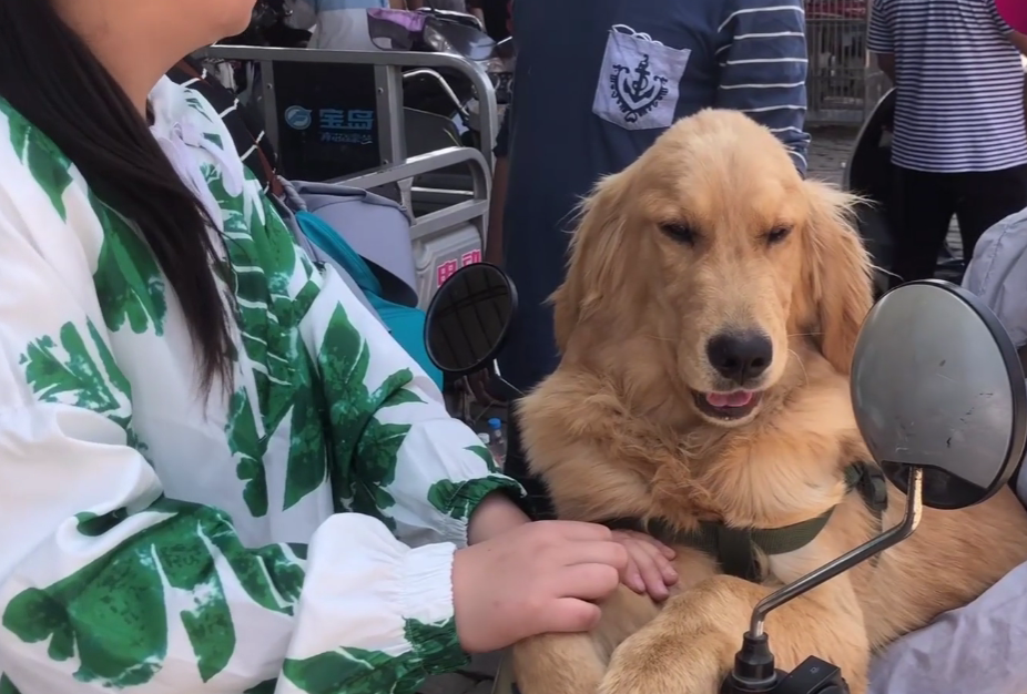 金毛寻回犬价格多少钱一只