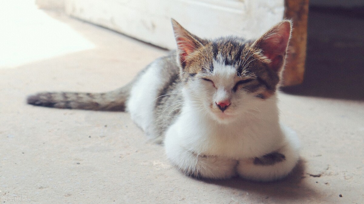 猫得了猫癣怎么办