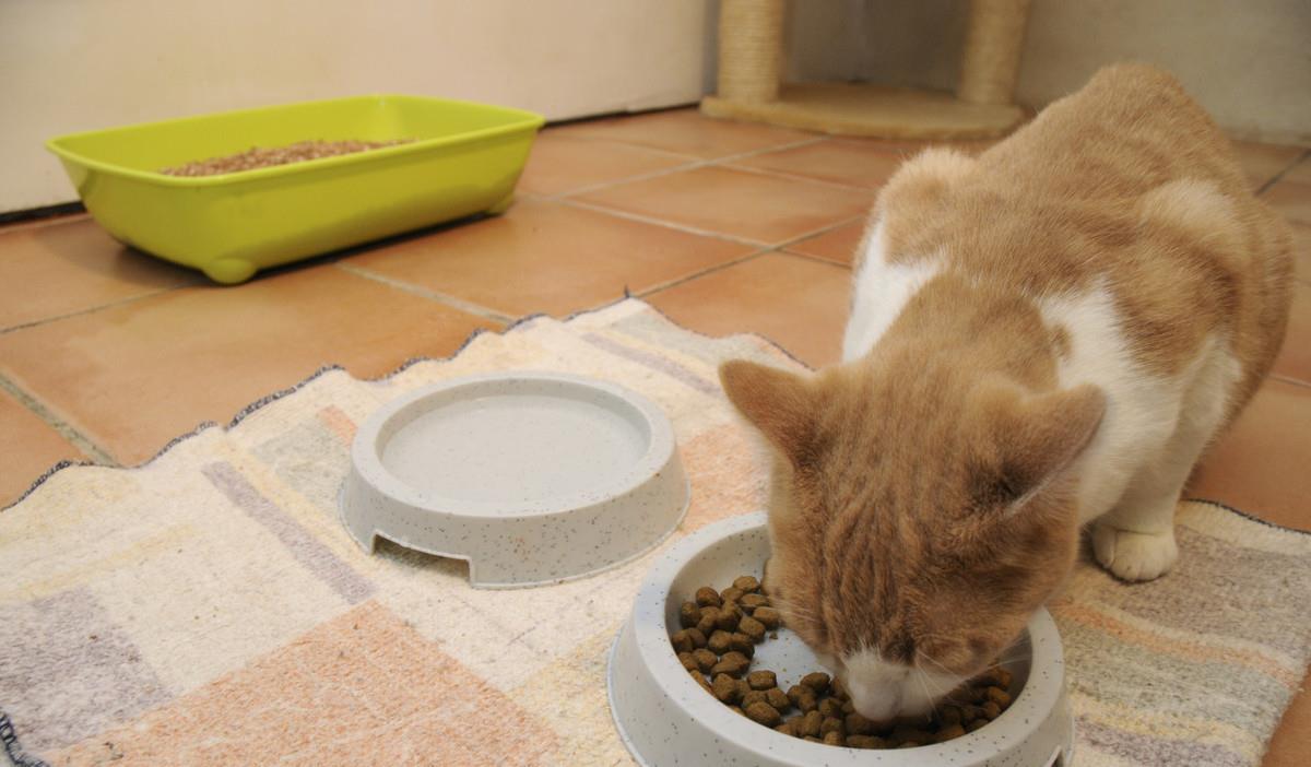 平价猫粮推荐排行榜