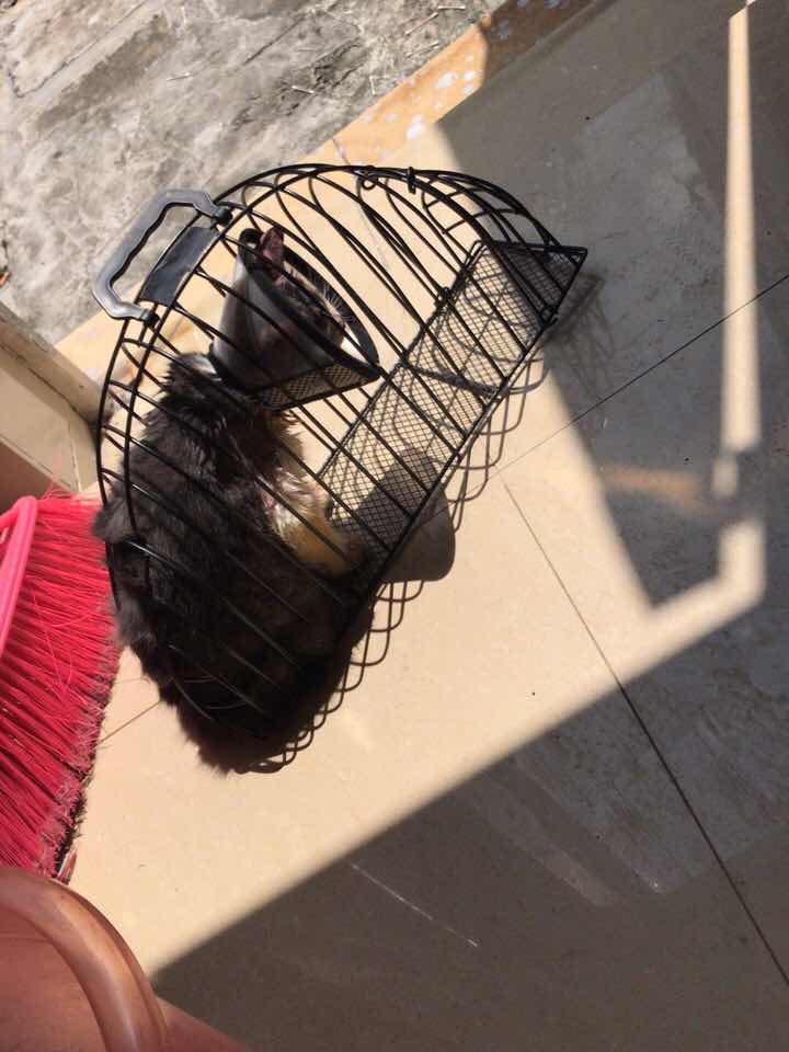 宠物猫需要猫笼吗