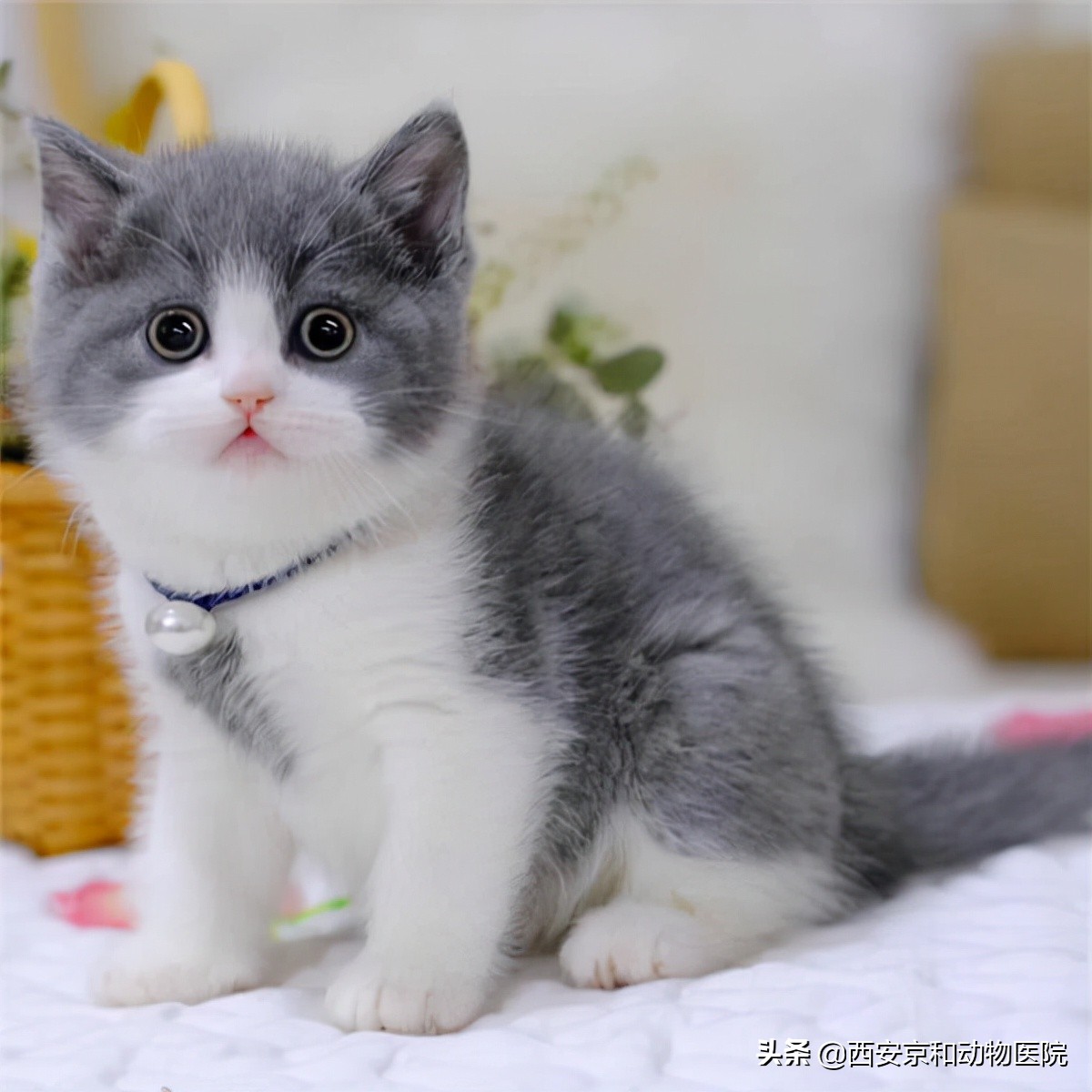 什么猫适合做宠物