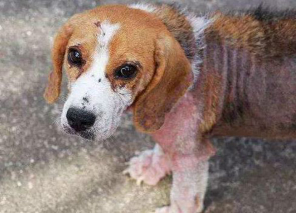 狗狗湿疹的症状与治疗方法