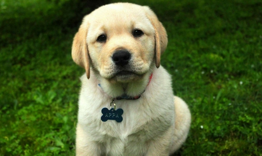 狗狗产后30天还流血怎么回事