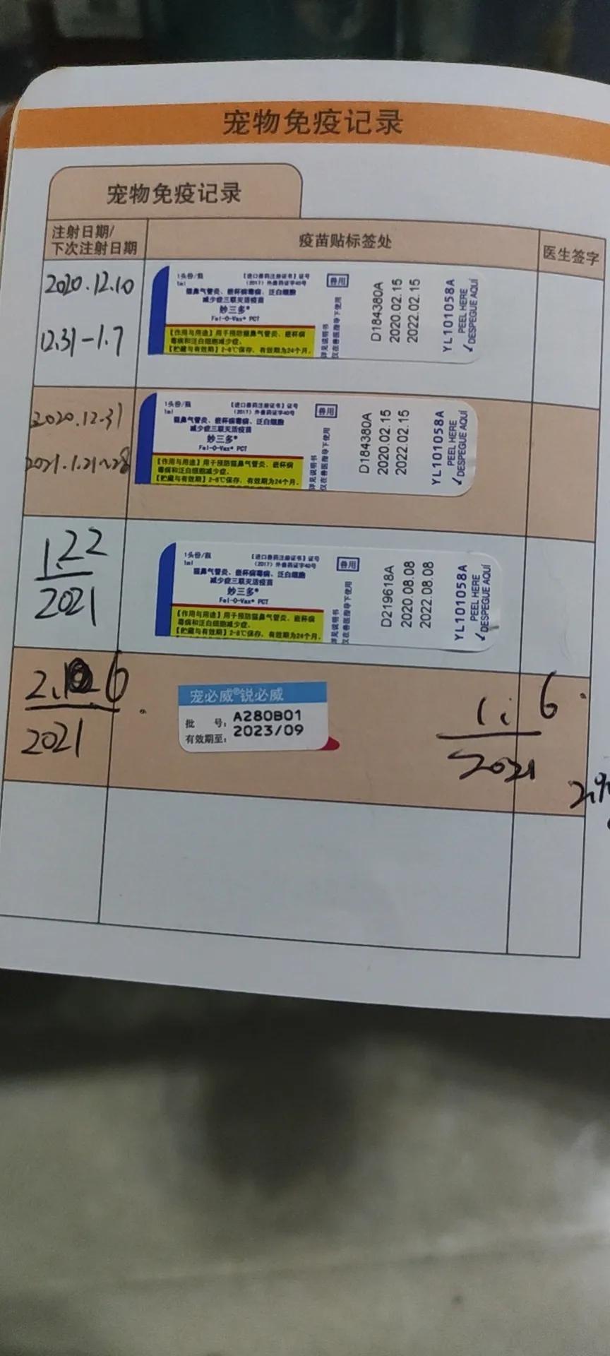 坐飞机带宠物猫多少钱
