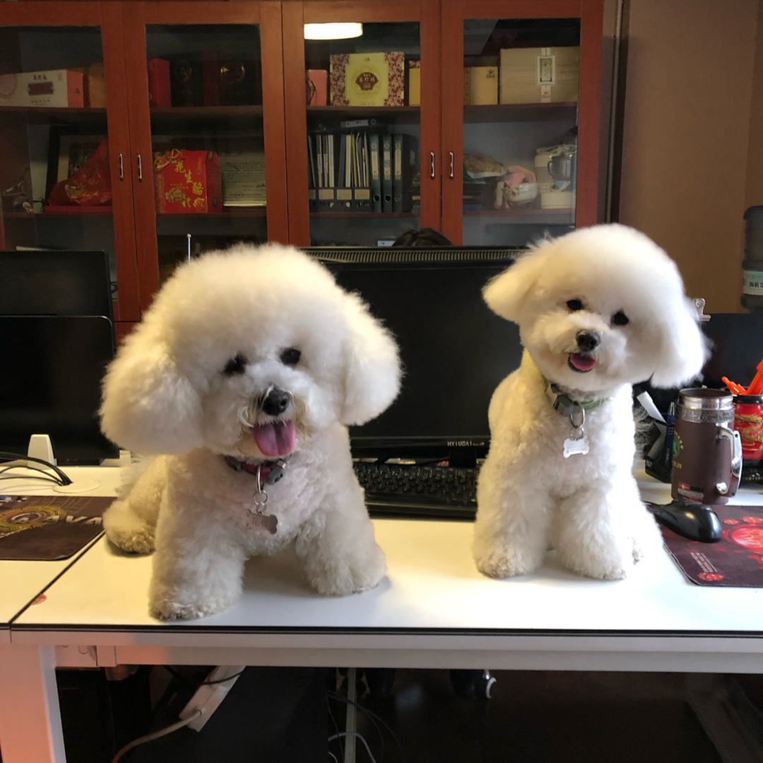 泰迪有白色的吗