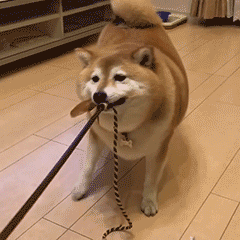 不纯的柴犬长大后的样子