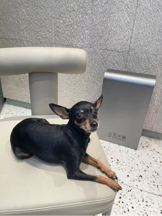 老年狗心脏不好吃什么药 治疗狗心脏最好的药物