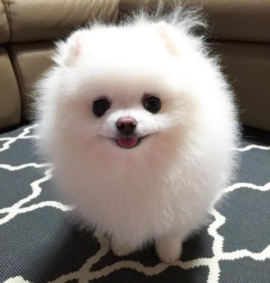 宠物狗品种小型犬大全