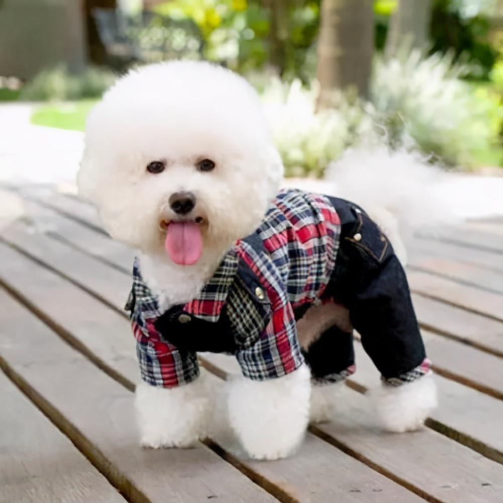 波斯顿梗犬多少钱一只