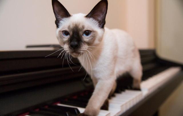 黑脸的猫叫什么罗