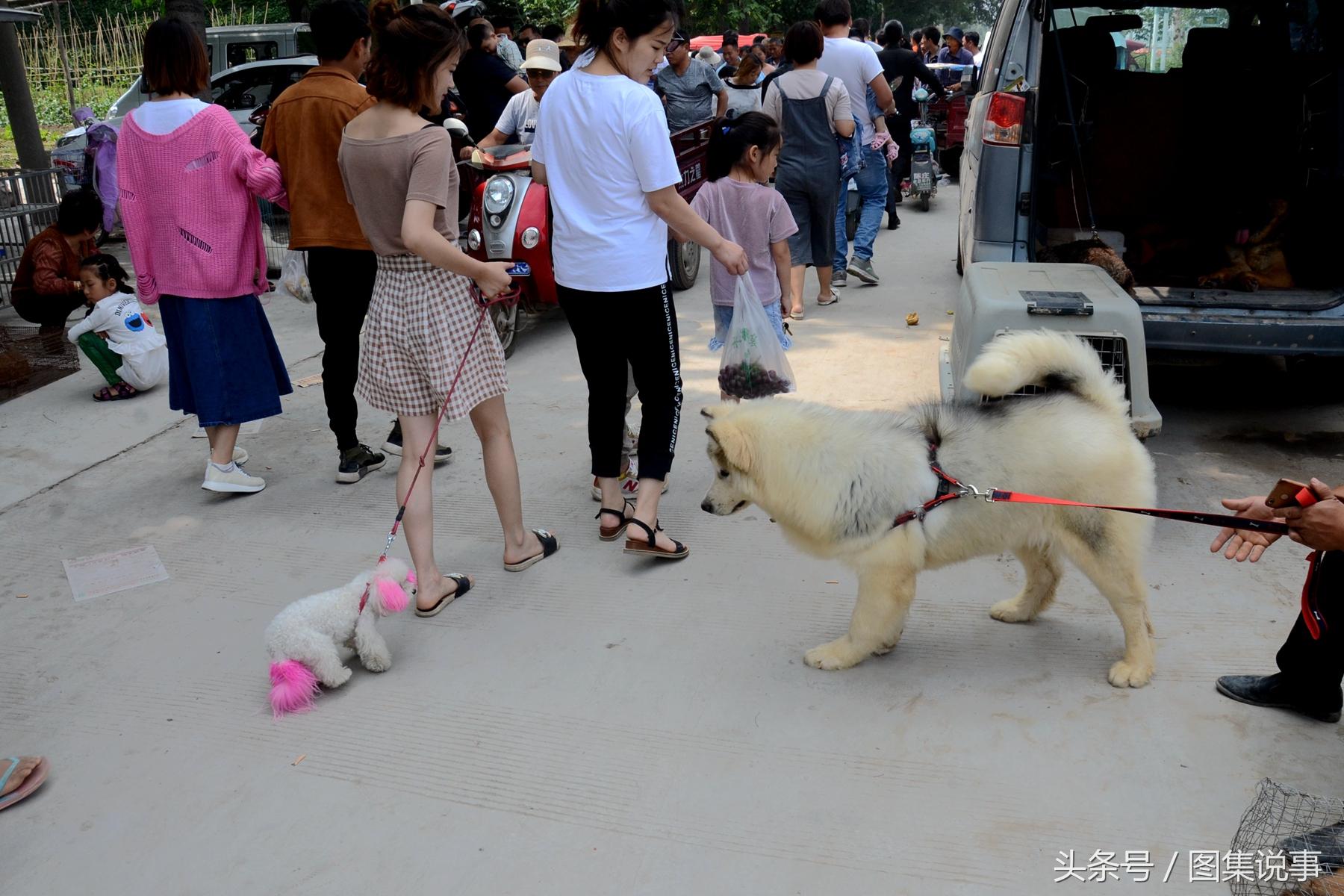 意大利护卫犬多少钱