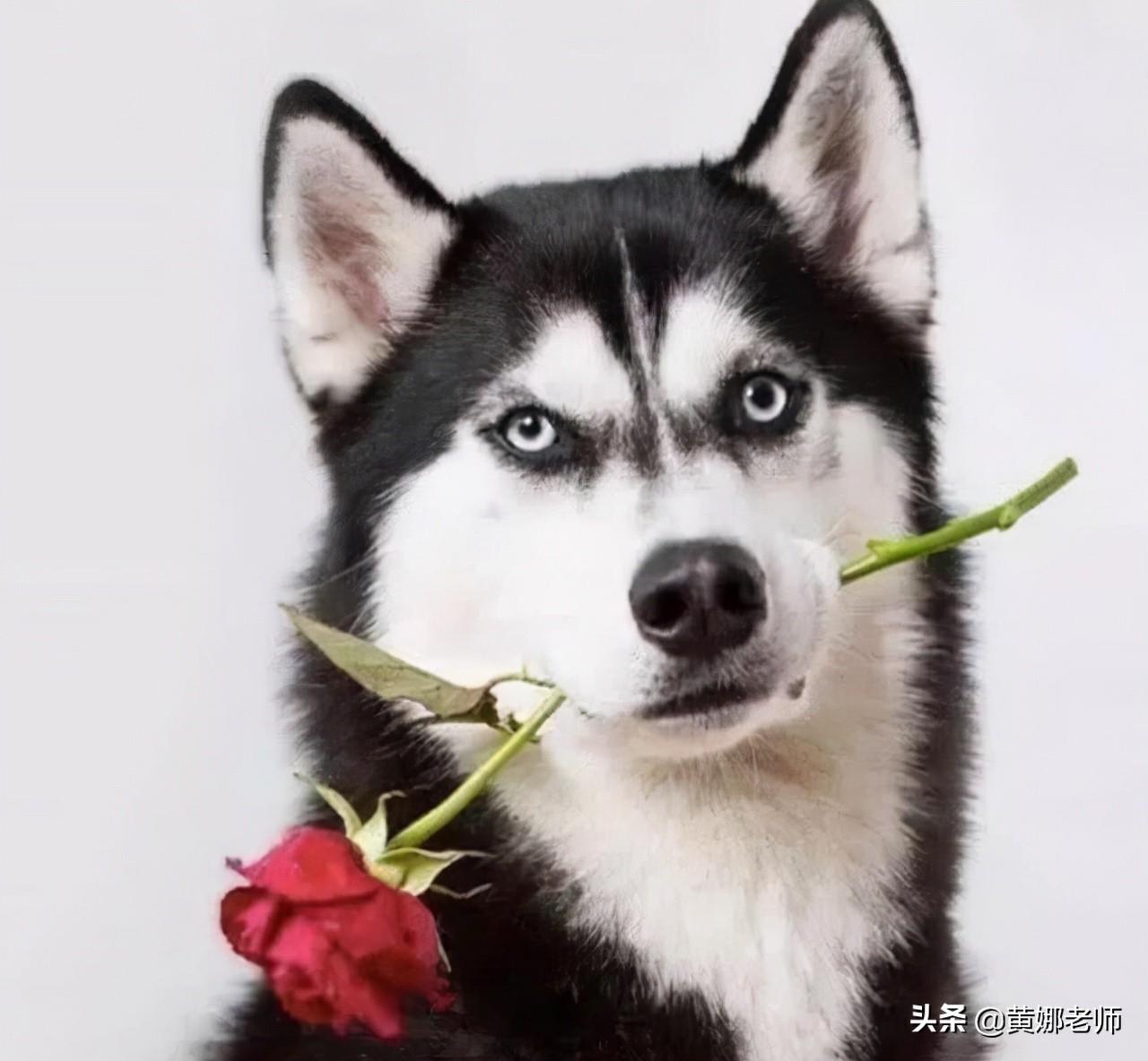 西伯利亚雪橇犬是哈士奇吗