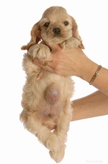 狗狗脐疝是怎么回事