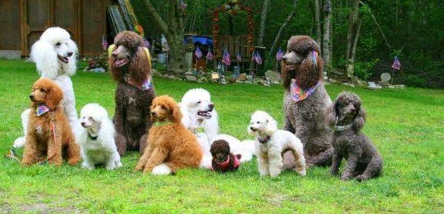 狗的常见品种萌宠