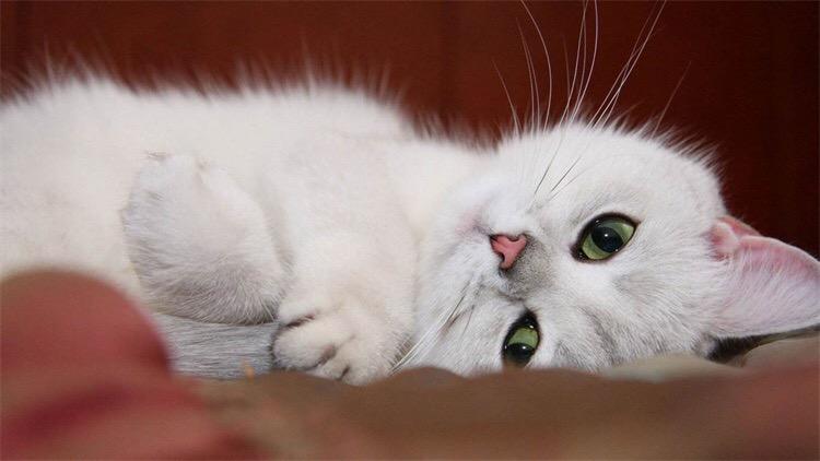 猫什么时候换牙