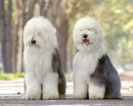 多乐士广告狗狗是什么狗