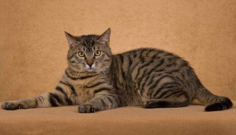 现在什么品种的宠物猫比较受欢迎