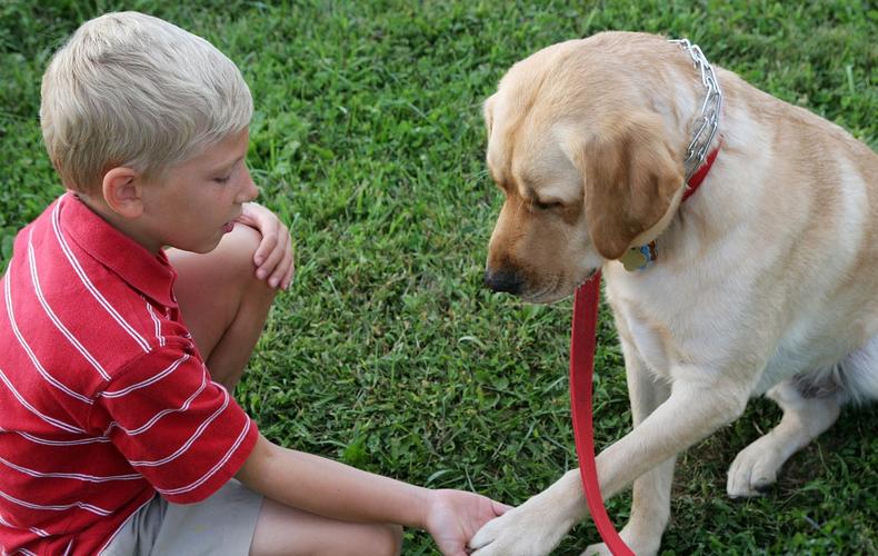 怎么训练巴哥犬握手能力 巴西非勒犬握手训练教程