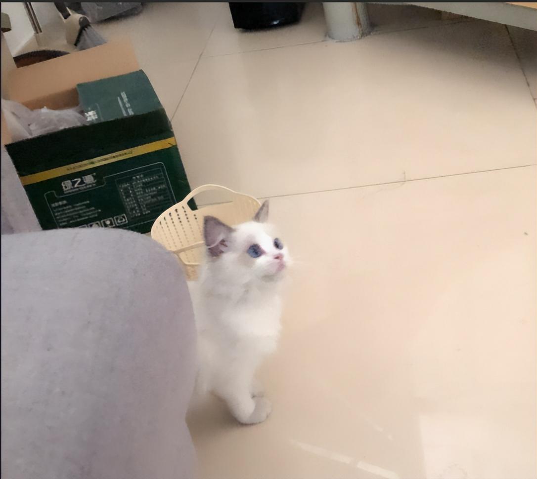 怎么判断你买了星期猫