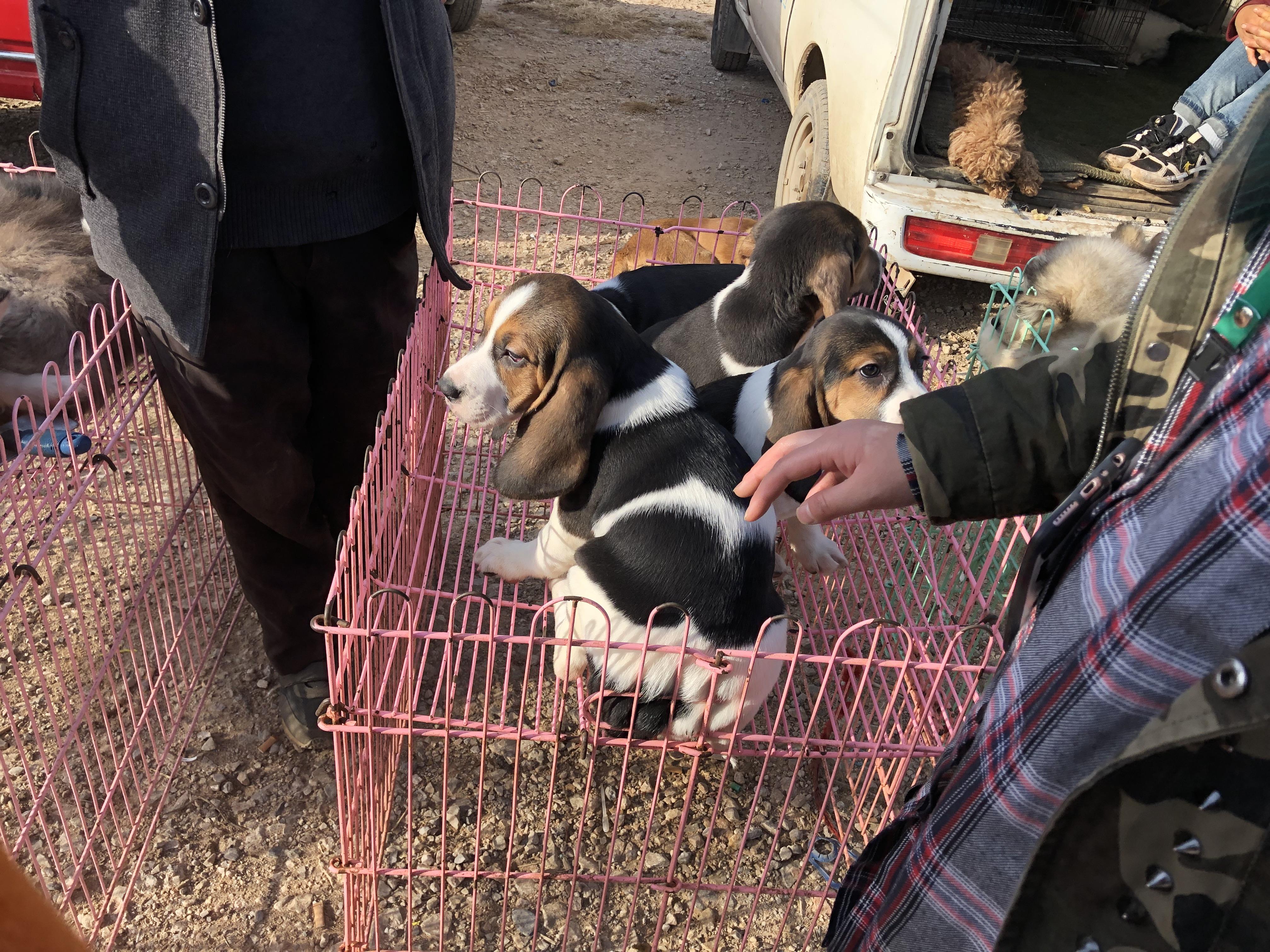 比格猎兔犬多少钱一只