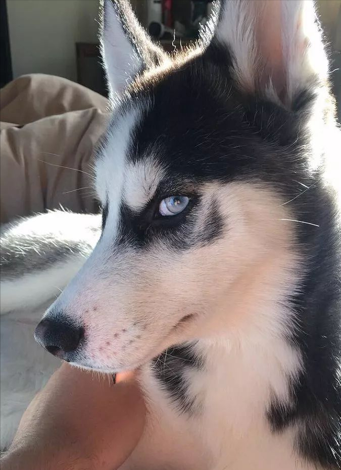 呆萌哈士奇头像