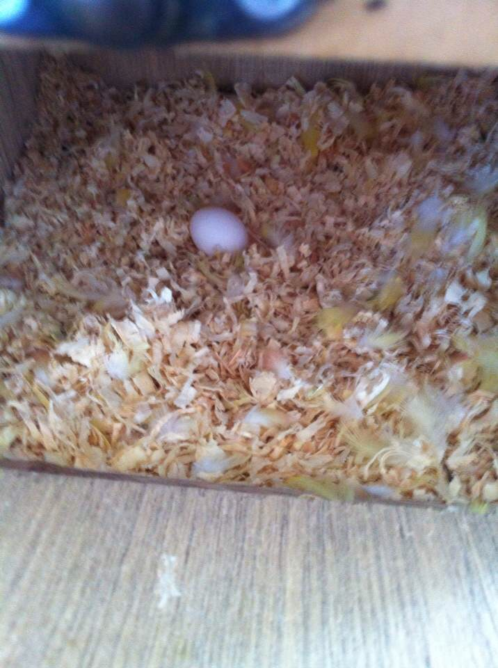 虎皮鹦鹉几个月能繁殖