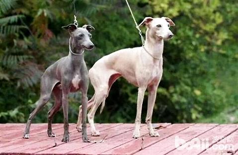 格力犬价格多少钱一只