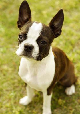 上海波士顿梗犬多少钱一只