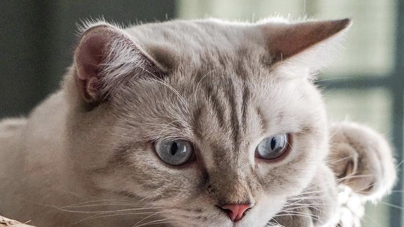 小猫鼻孔有黑垢是怎么回事