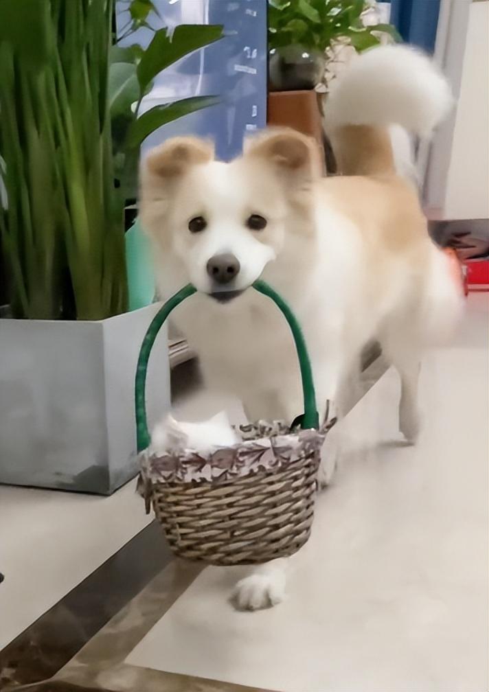 十大最受欢迎的宠物狗排行