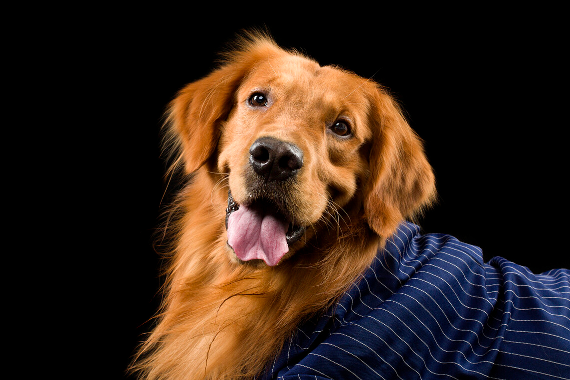 杜高犬和罗威纳犬哪个厉害