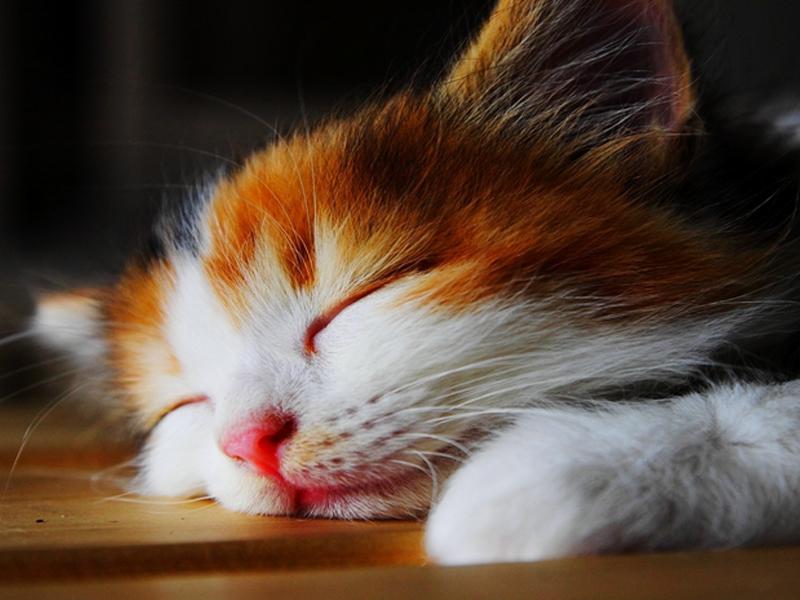 猫咪一边腮帮子突然肿了