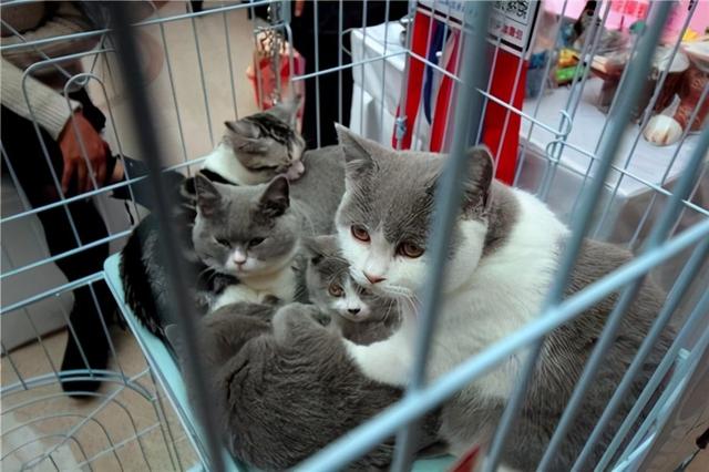 矮脚蓝猫多少钱一只