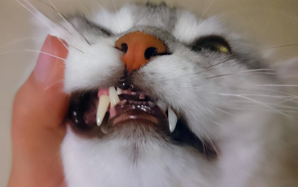 猫下嘴唇红肿能自愈吗