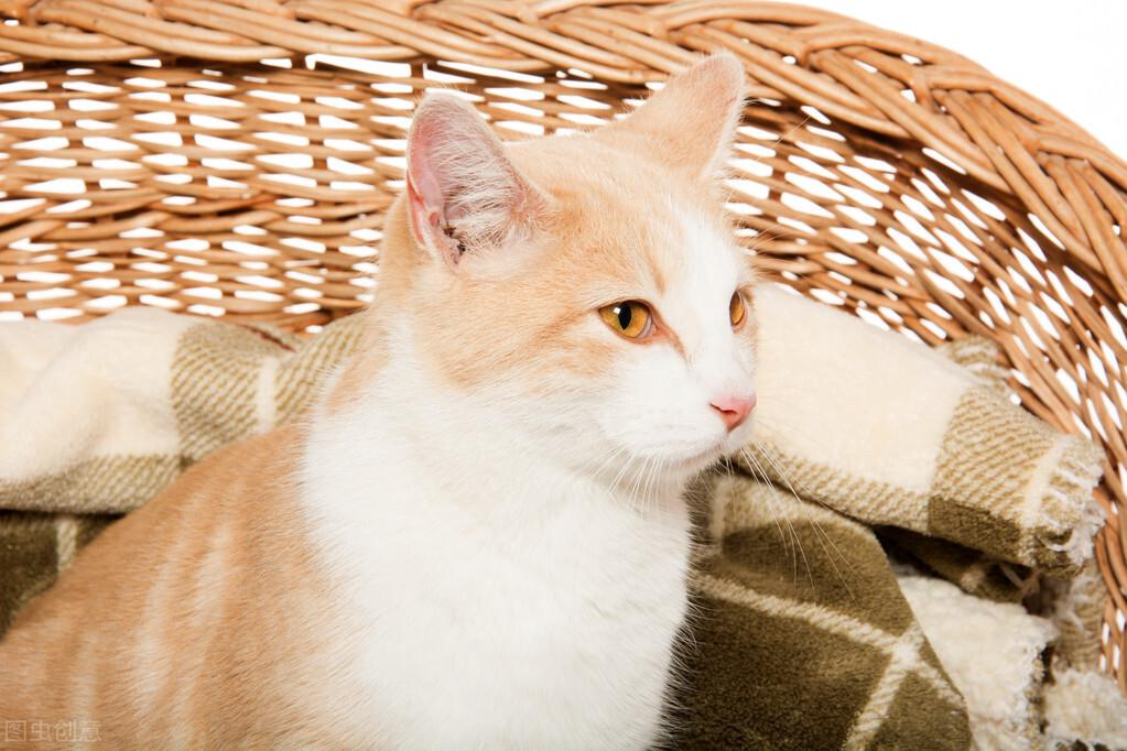 宠物猫多大可以吃鸡胸肉