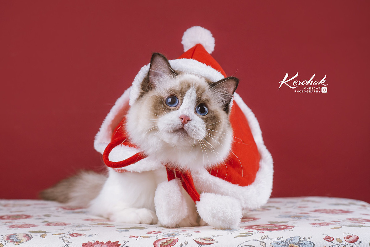 布娃娃猫咪图片