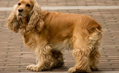 养可卡需要注意的问题