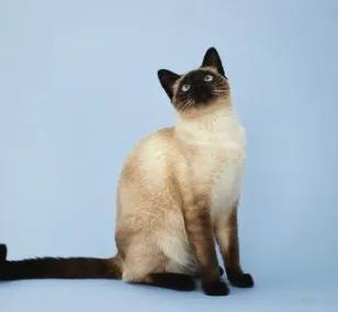 现在什么宠物猫最受欢迎